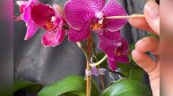 Опыление орхидеи #Кимоно на Мурцию