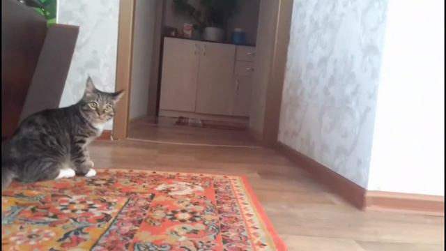 Новый кот 5 месяцев спустя