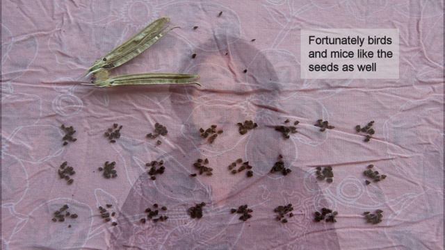 Evening primrose seeds – Ingredients for skin and hair