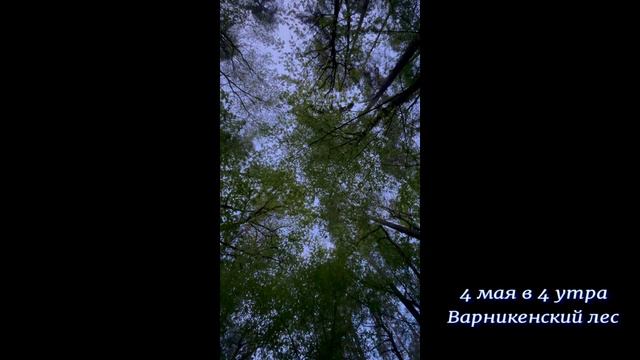 Варникенский лес 4 мая в 4 утра (АВишневский, рояль природы)