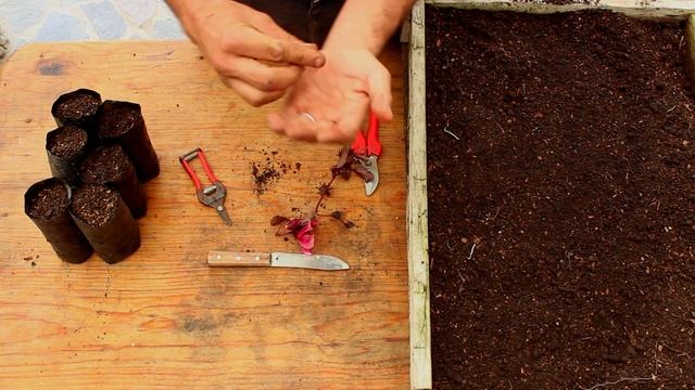 How to Grow Cranberry Hibiscus from Seed  Cranberry Hibiscus Seed Propagation  Atitlan Organics