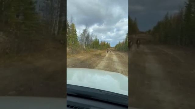 Погоня, погоня