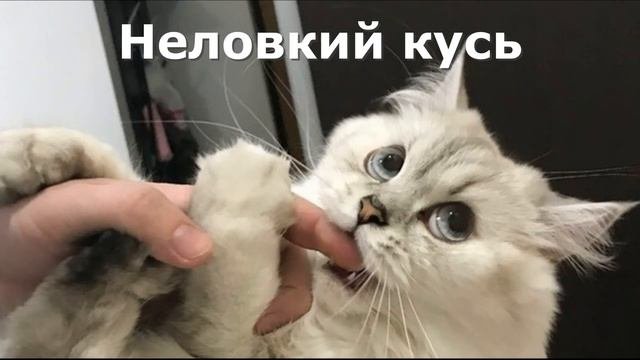 Разновидности кусь