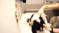 Washing our Cavalier, weekly routine