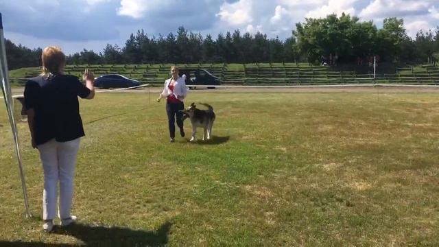 Кропивницкий 12.06.21 кобель ветеран