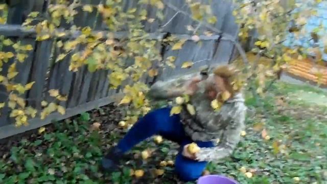 Груши Сварог у Железова