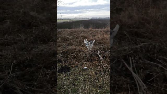 ХАСКИ И СТАФ ИГРАЮТ И БЕГАЮТ ВМЕСТИ ЗА МЯЧЕКОМ
