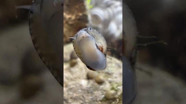 VID-20240907-WA0210.mp4