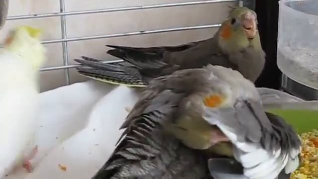 Птенцы корелл 29 и 31 день