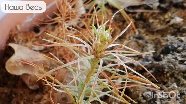 Женское счастье