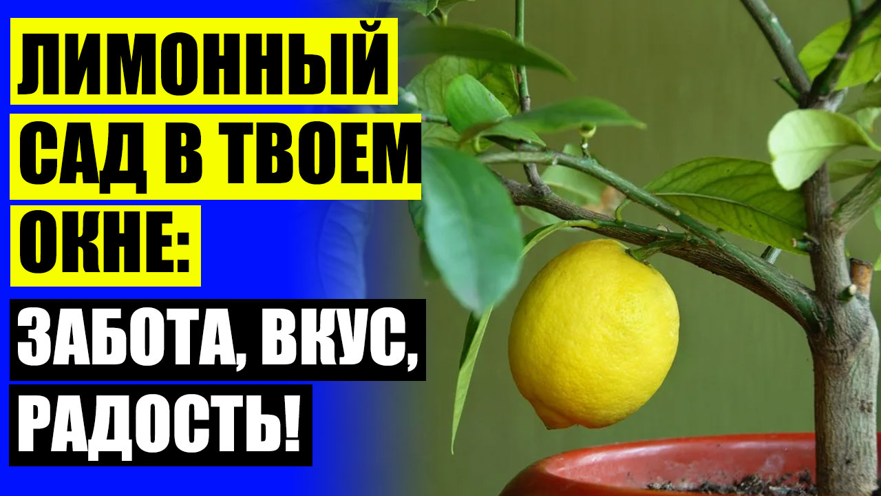 🔴 Как привить лимонное дерево ❌ Цитрусовые в горшках купить