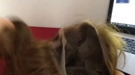 ?Как пришить резинку (крепление) к парику. И зачем она нужна.?