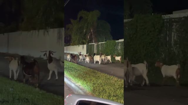 A Herd of Goats are on the Loose in Miami   ViralHog