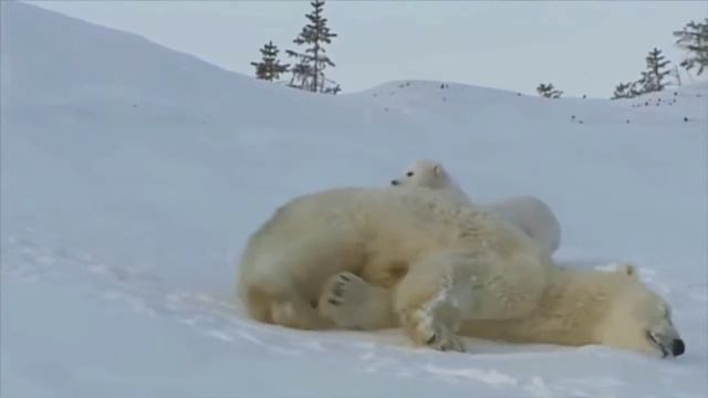 Международный день полярного медведя. Степанова Н.Л. ШКИДСОЗВЕЗДИЕ