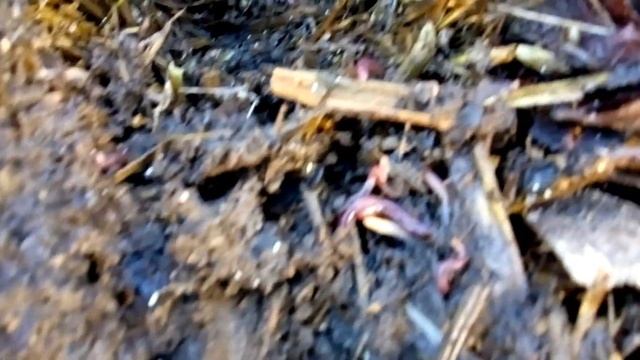 29 февраля, разведение червей, зимовка червей старатель