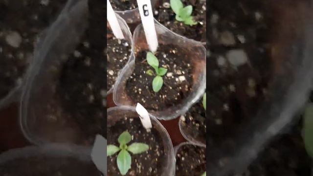 эустома , рыхление грунта после подкормки , кальциевой силитрой 🙏🤗🎥🌱🌱🌱
