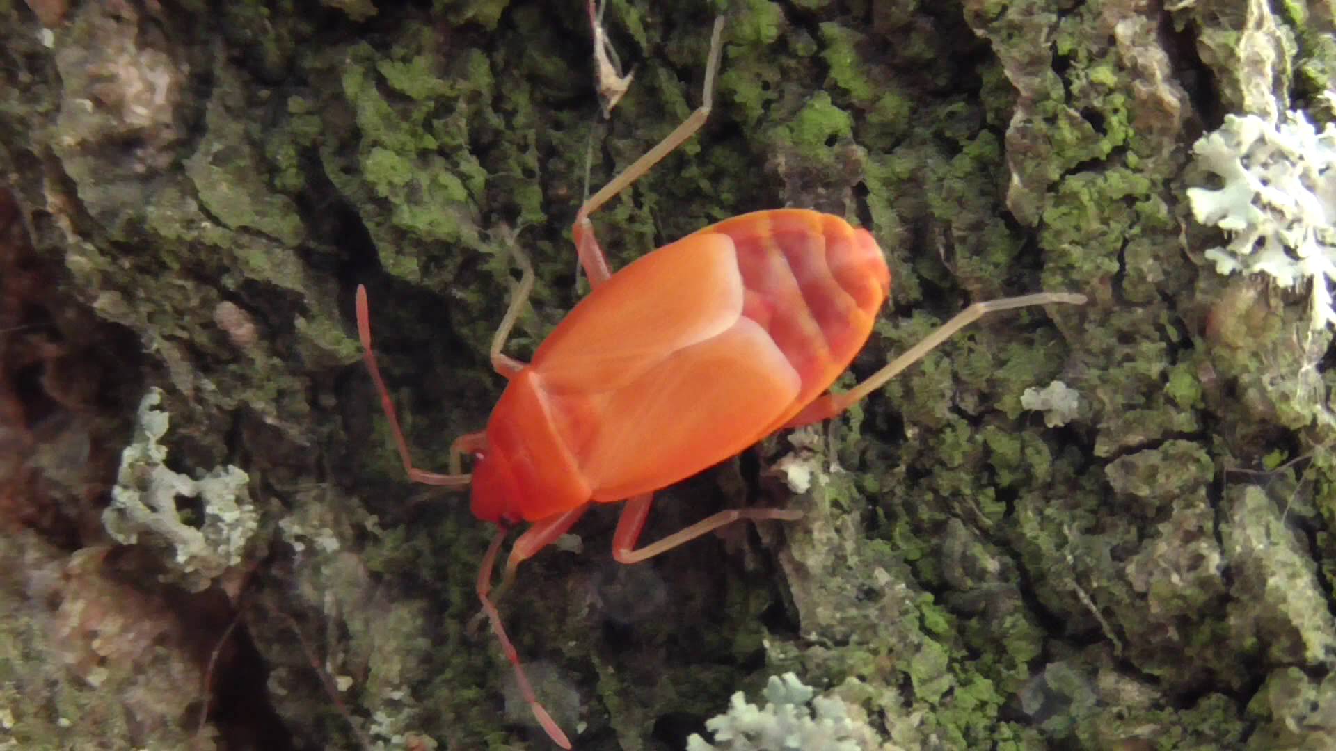 На дереве оранжевый жук