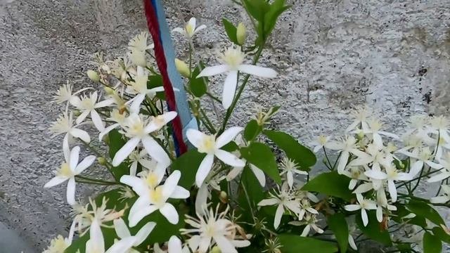 A Beautiful Ranjai Plant Clematis | Sweet Fragrance