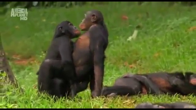 Gradis teen sex mit gorila