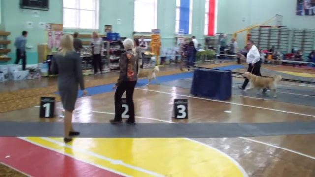01.10.2016, Монопородная выставка золотистых ретриверов