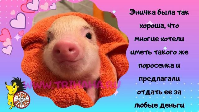 Минипиг.  Принцесса по имени Эни  История о любви.  Сказка-быль.