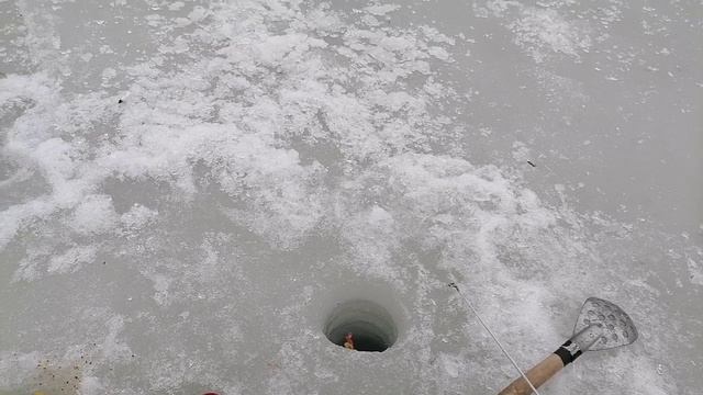 31.03.2024 | Закрытие зимнего сезона. Ловля подлещика на Патрушихинском пруду Екатеринбург. Вечерняя