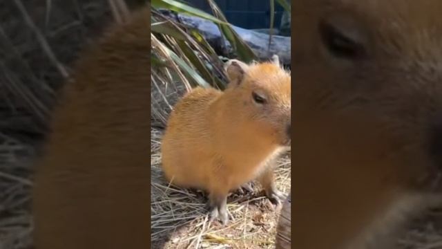 Капибара икает #приколы #животные #funny #animals