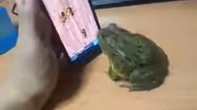 ПРИКОЛ ЖАБА И АЙФОН!!)))