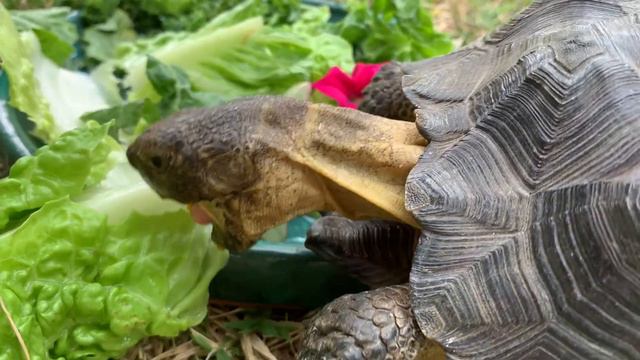Breakfast with Una, the Desert Tortoise