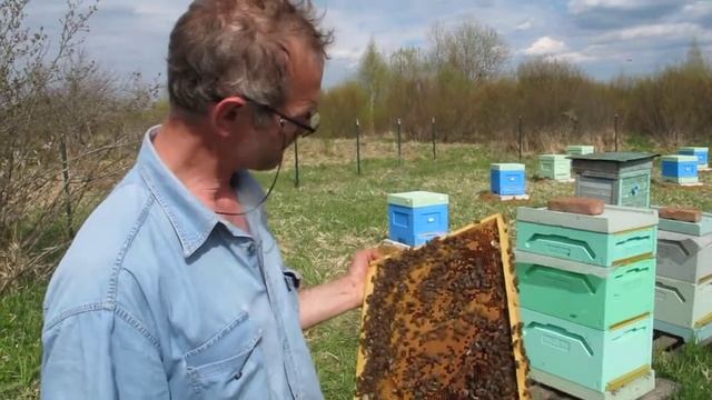 За нос пчёлы иногда кусают.