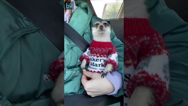 Идеальный попутчик.