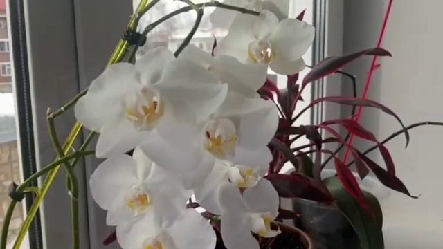 Орхидея Фаленопсис. Как ухаживать.