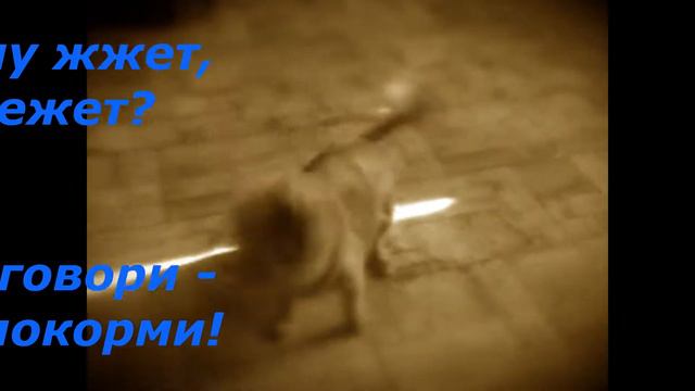 Ириса