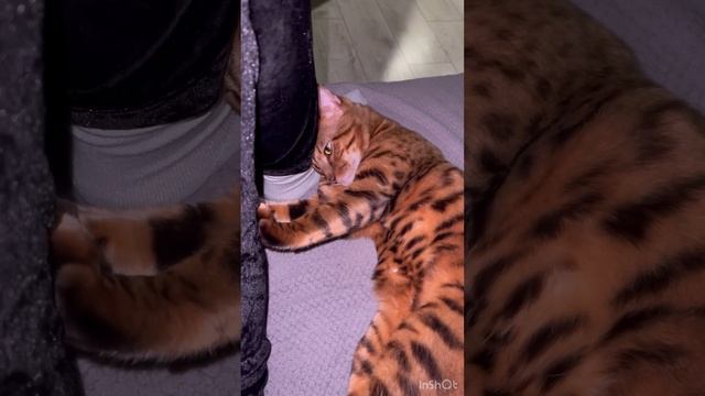 Бенгальский кот расцарапал хозяйке руку 😞