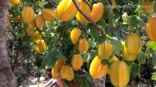 How to Grow Star Fruit Tree in Pot - Complete Growing Guide