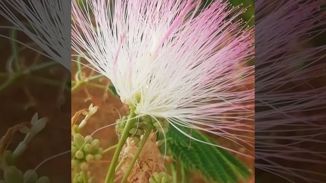 Салют жизни удивительных цветов. Salute of life amazing colors