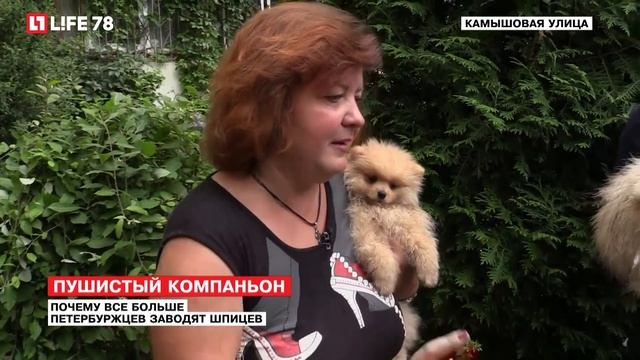 Почему все больше петербуржцев заводят шпицев