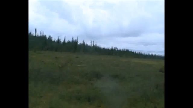 ВитинФильм. За морошкой на болото...