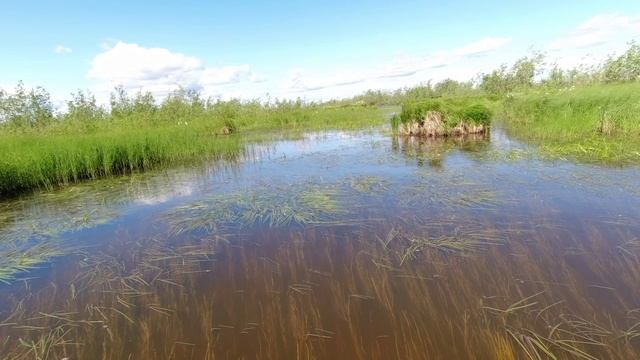 На поиски морошки, замер скорости на вездеходе Литл по асфальту.