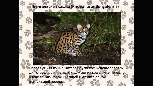 День диких кошек «Пушистые зверьки»