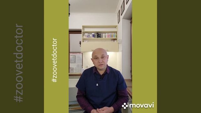 Заворот желудка у собак основные причины #zoovetdoctor #УшаковДмитрийМихайлович