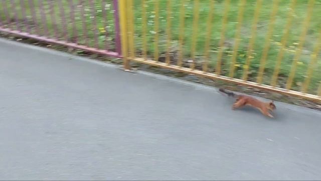 День Рождения. Соне 7 Лет.