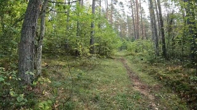 Прогулки за грибами | Совсем слабо один подосиновик, и несколько лисичек.