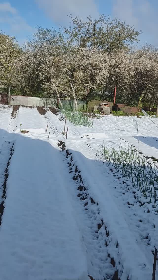 Мой огород на утро после мощного снегопада, прошедшего 7 мая 2024 года.
