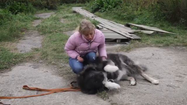 Кавказская овчарка в добрые руки: Царина