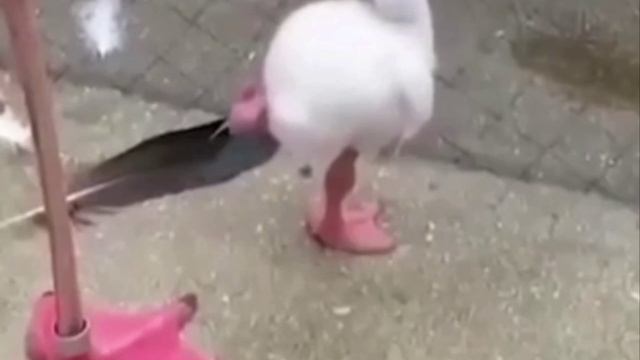 Маленький фламинго учится стоять на одной ноге