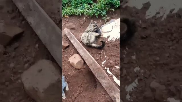 Кошка ловит крысу