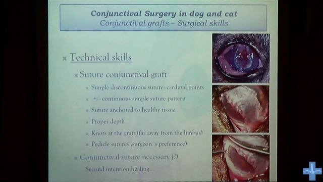 Хирургия роговицы домашних животных. 1 часть. Сorneal surgery. First part