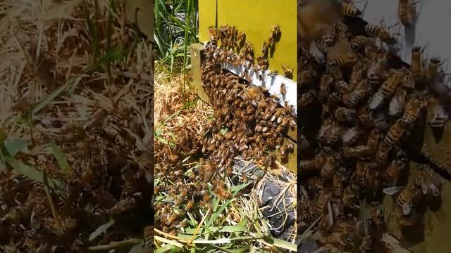 Рой пчёл заходит в улей.