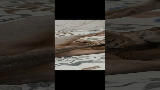 моя любимая домашняя кошечка